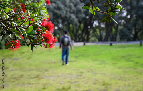 Pohutukawa trees in full bloom in summer, New Zealand Christmas Tree. Unrecognizable people walking in the park. Auckland.