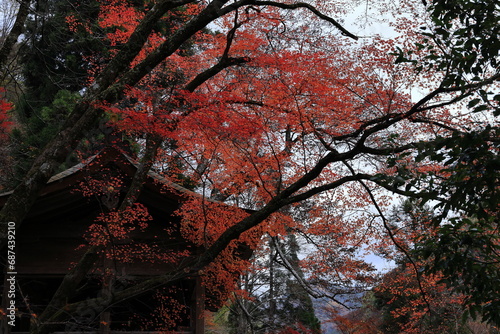 red autumn leaves, autumn colours in Kyoto, Japan