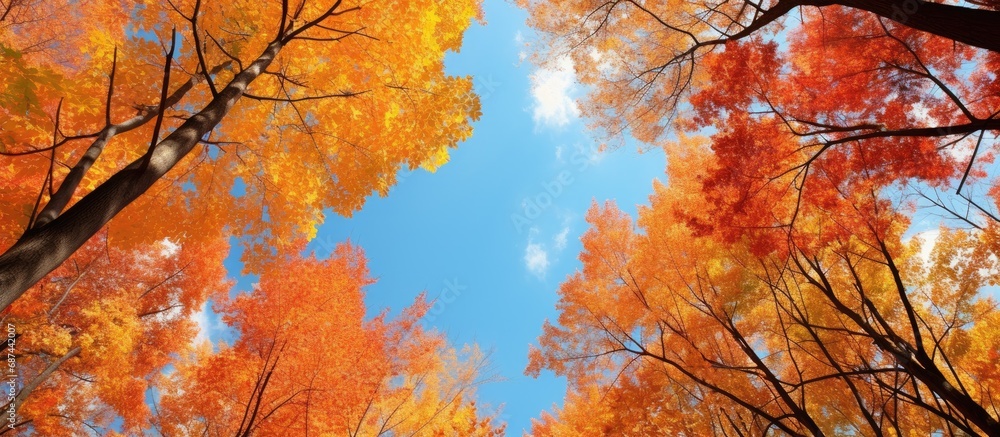 fall foliage fall foliage