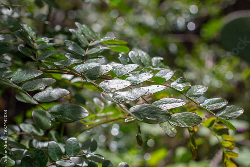 Leaves with droplets of water. Tara spinosa, commonly known as tara in Quechua, also known as Peruvian carob, or spiny holdback, a small leguminous tree or thorny shrub native to Peru. Colca Canyon. photo