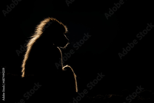 Silhouette of a monkey in a dark background. Hamadryas baboon, Papio hamadryas, The Asir Mountains, Saudi Arabia. photo