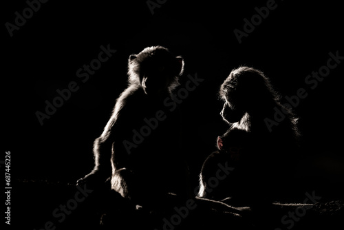 Silhouette of a monkey in a dark background. Hamadryas baboon, Papio hamadryas, The Asir Mountains, Saudi Arabia. © Szymon Bartosz