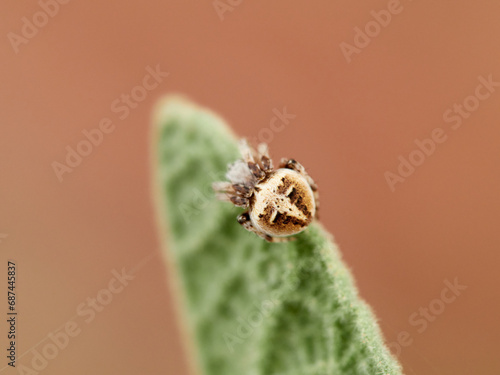 Gorse Orbweb Spider. Genus Agalenatea photo