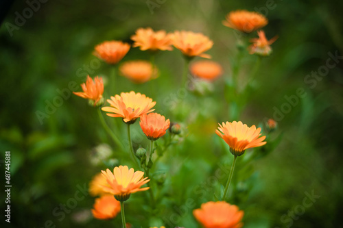 red and yellow flowers