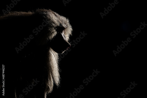 Silhouette of a monkey in a dark background. Hamadryas baboon, Papio hamadryas, The Asir Mountains, Saudi Arabia. photo
