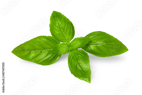 Fresh green basil leaves isolated on white