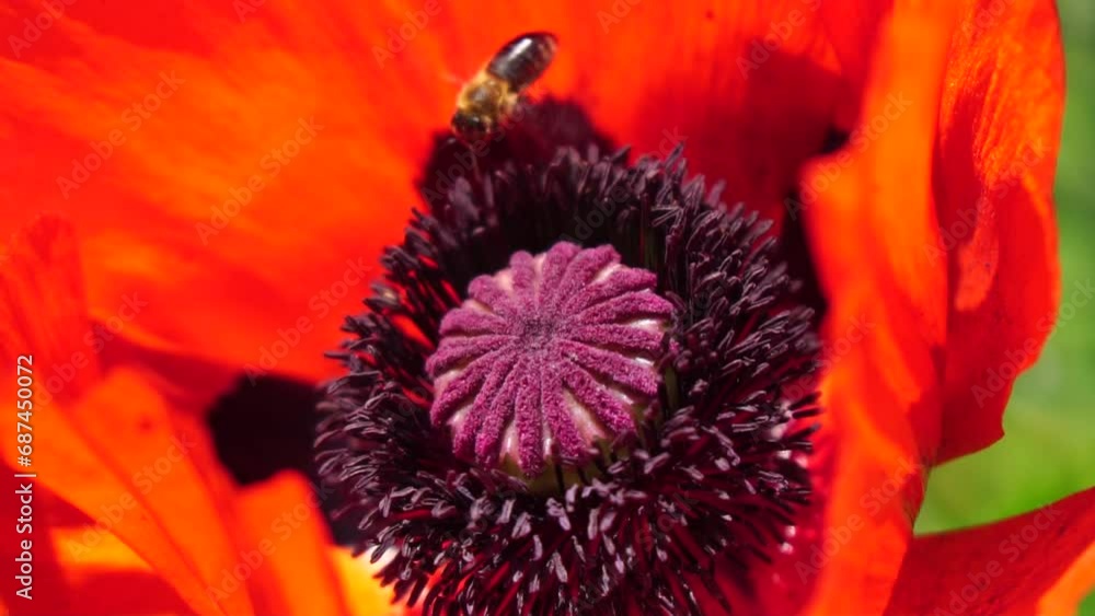 Red Poppy Flower Head close up of petal. Poppies in the meadow wild poppy field, swinging by wind. Macro. Close-up of blossoming poppies. Glade of red poppies. Soft focus blur. Papaver sp. Red Poppy Flower Head close up of petal. Poppies in the meadow wild poppy field, swinging by wind. Macro. Close-up of blossoming poppies. Glade of red poppies. Soft focus blur. Papaver sp.