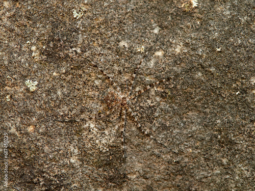 ground spider camouflaged on a rock. tama edwardsi