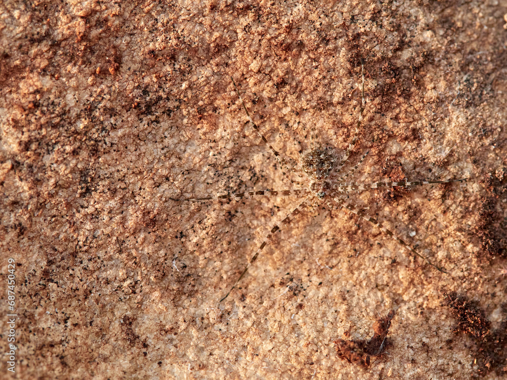 ground spider camouflaged on a rock. tama edwardsi ground spider camouflaged on a rock. tama edwardsi