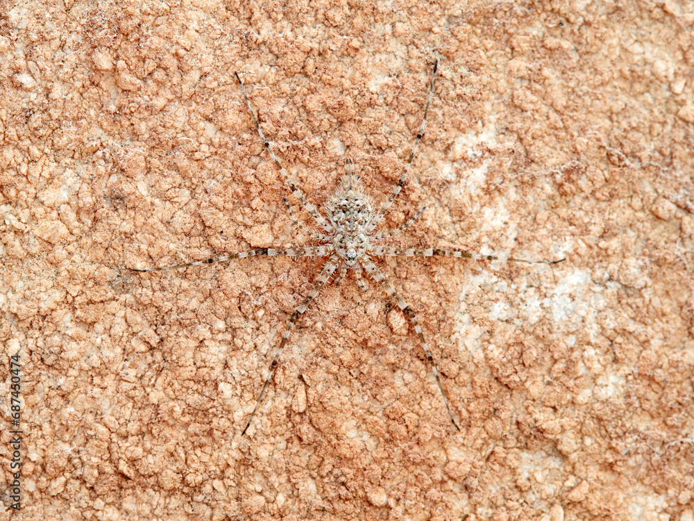 ground spider camouflaged on a rock. tama edwardsi ground spider camouflaged on a rock. tama edwardsi