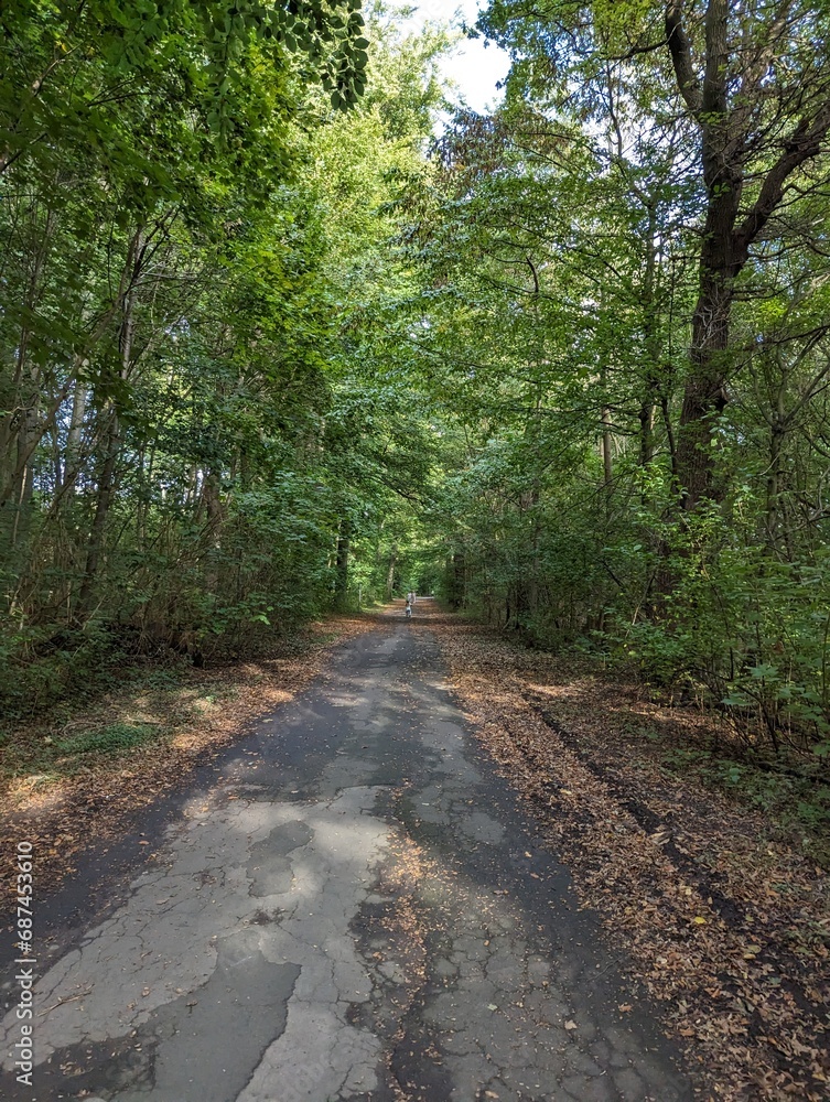 Fototapeta premium Waldweg