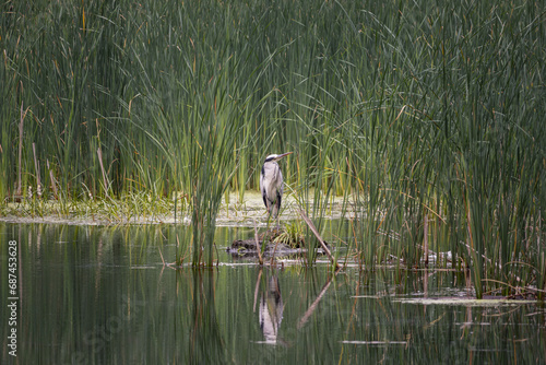 Heron by the Lake: a Natural Reflection of Wetland Wildlife