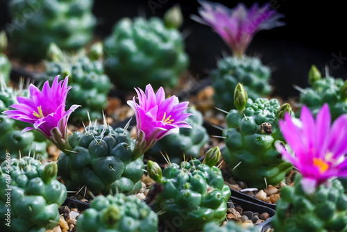 Purple cactus flower is blooming in the  garden