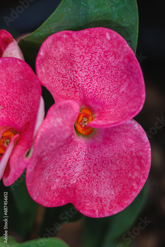 Pink Poi Sian flower in the garden