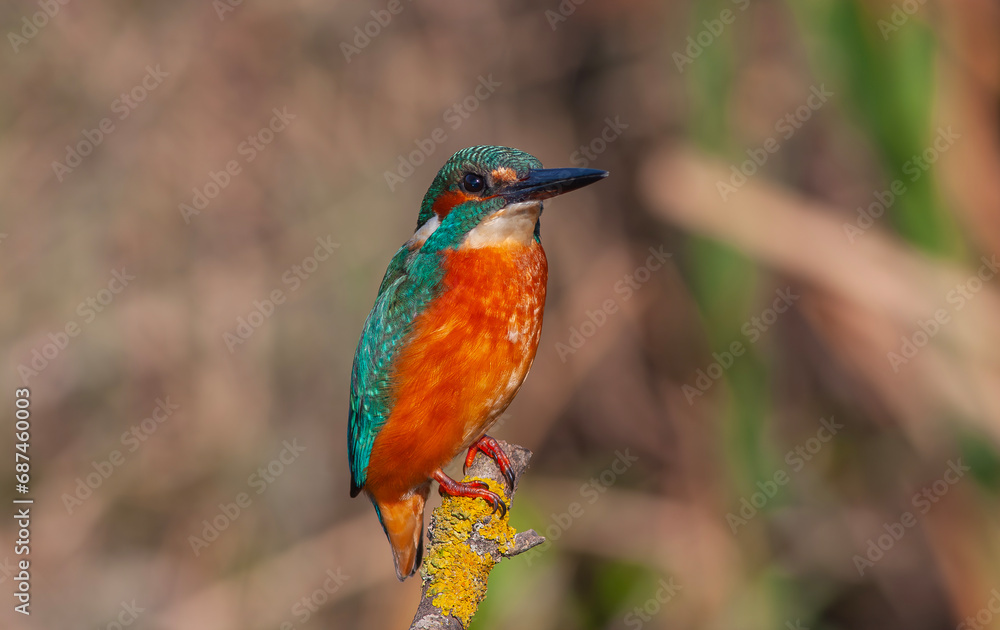 colorful bird spying on its prey on dry branch,Common Kingfisher, Alcedo atthis colorful bird spying on its prey on dry branch,Common Kingfisher, Alcedo atthis