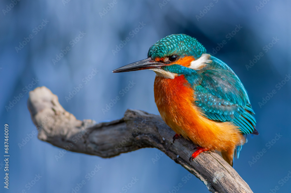 colorful bird spying on its prey on dry branch,Common Kingfisher, Alcedo atthis colorful bird spying on its prey on dry branch,Common Kingfisher, Alcedo atthis
