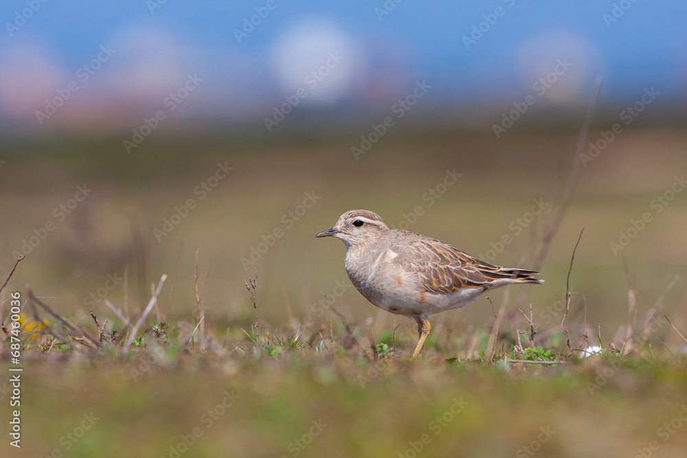 a medium-sized bird resting after migration, Eurasian Dotterel, Charadrius morinellus a medium-sized bird resting after migration, Eurasian Dotterel, Charadrius morinellus