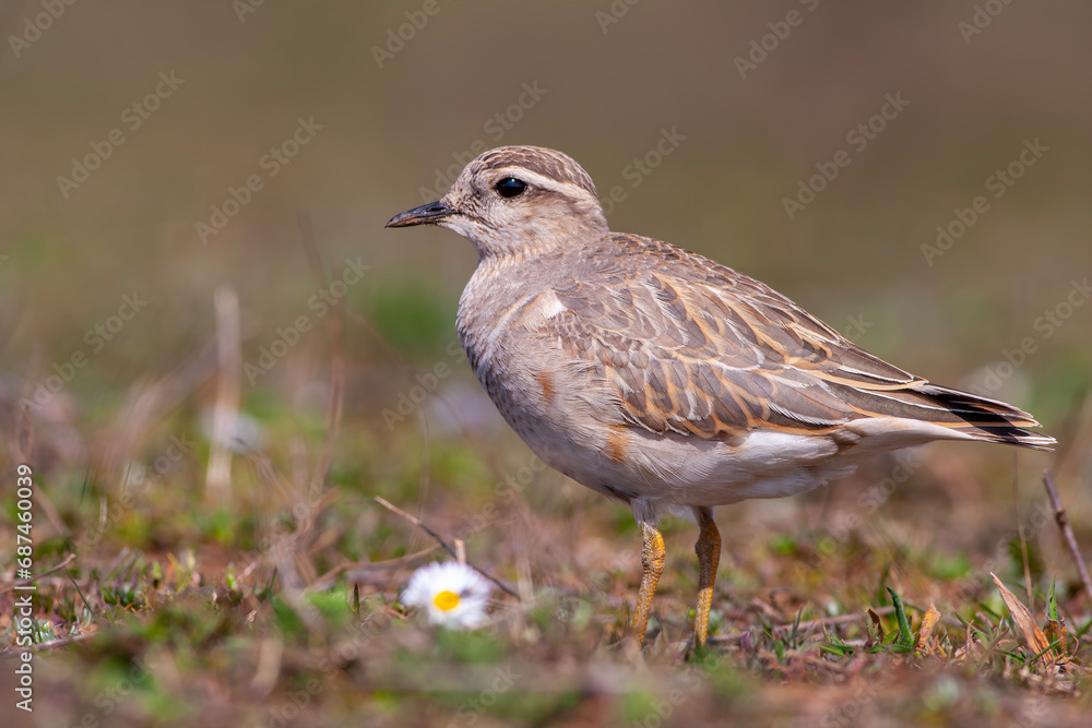 a medium-sized bird resting after migration, Eurasian Dotterel, Charadrius morinellus a medium-sized bird resting after migration, Eurasian Dotterel, Charadrius morinellus