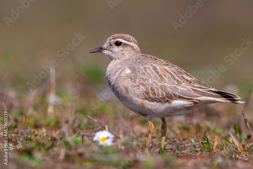 Wallpaper Mural a medium-sized bird resting after migration, Eurasian Dotterel, Charadrius morinellus Torontodigital.ca