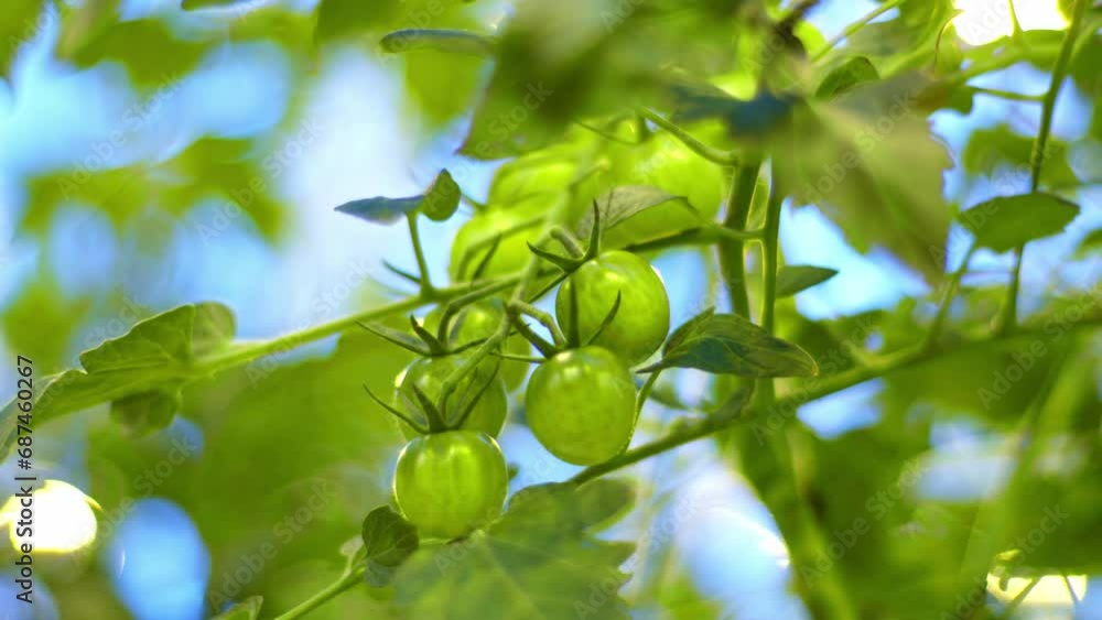 A bunch of green cherry tomatoes sway in the wind, the branch cannot withstand the weight of the cherry tomatoes, farm eco-products, cherry tomatoes ripen for dinner. A bunch of green cherry tomatoes sway in the wind, the branch cannot withstand the weight of the cherry tomatoes, farm eco-products, cherry tomatoes ripen for dinner.
