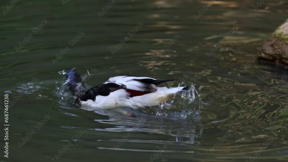 The common shelduck, Tadorna tadorna is a waterfowl species of the shelduck genus, Tadorna. The common shelduck, Tadorna tadorna is a waterfowl species of the shelduck genus, Tadorna.