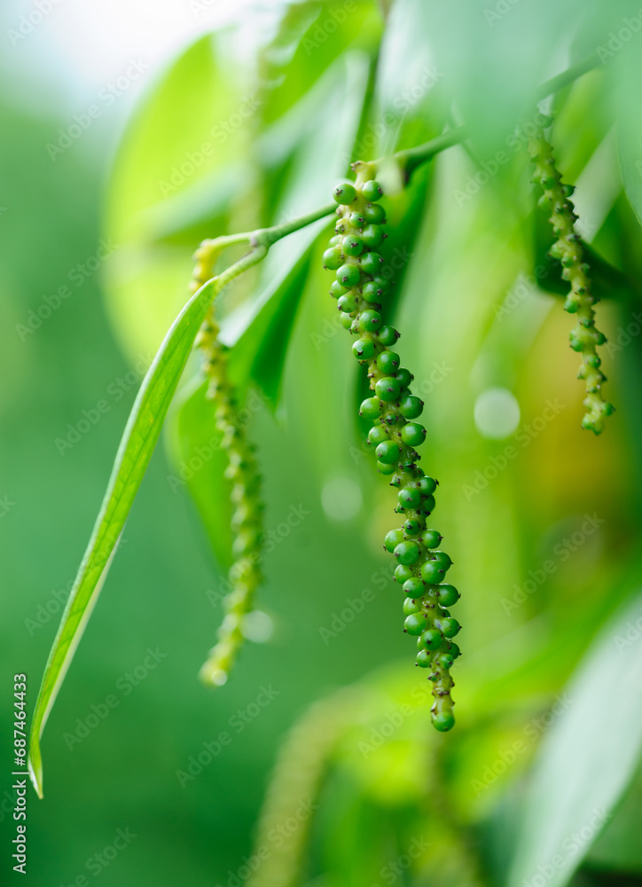 Black pepper fruits grow on tree in garden Black pepper fruits grow on tree in garden
