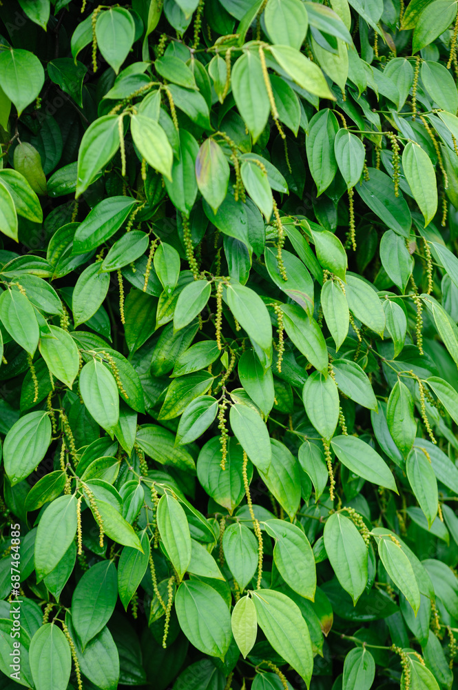 Black pepper fruits grow on tree in garden Black pepper fruits grow on tree in garden