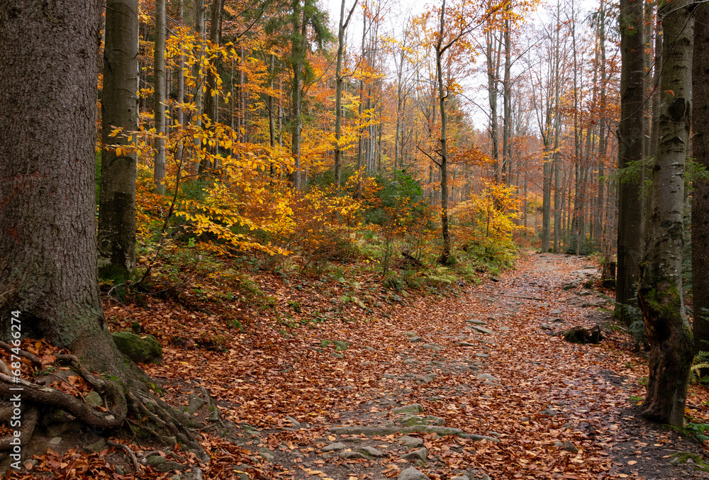 A path through a colorful autumn forest 