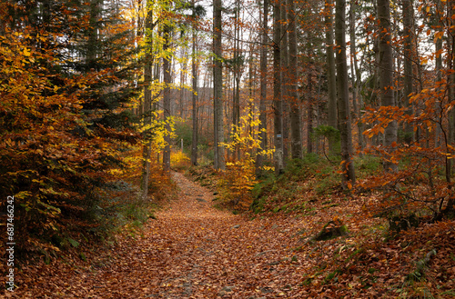 A path through a colorful autumn forest 
