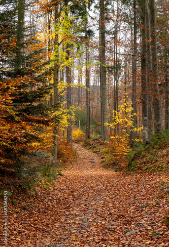 A path through a colorful autumn forest 