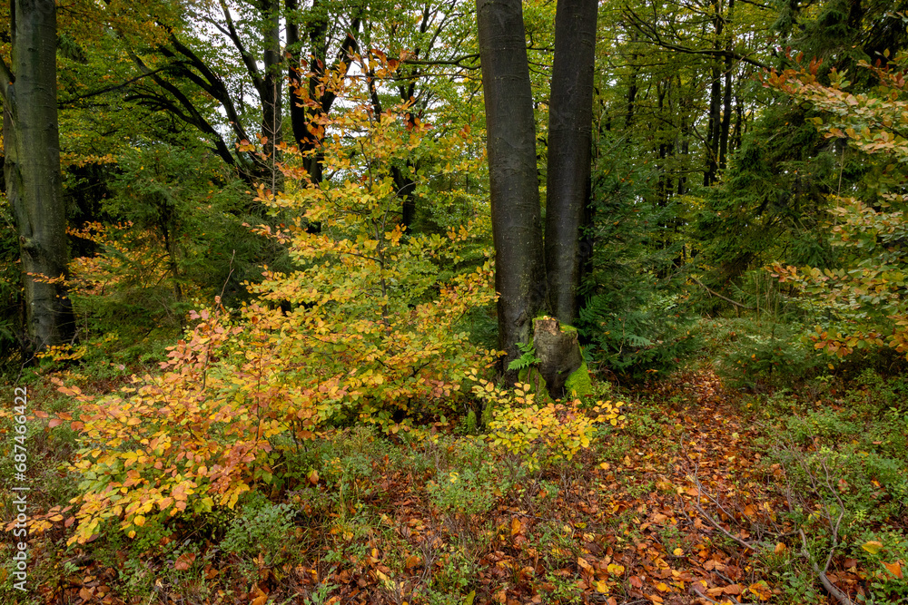 Obraz premium Autumn trees in the forest