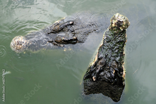 Saltwater crocodile floating in green swamp water showing its head