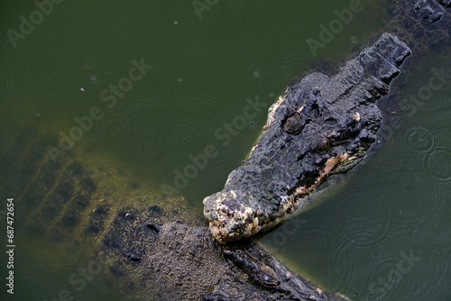 Saltwater crocodile floating in green swamp water showing its head