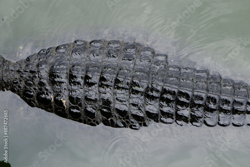 Saltwater crocodile floating in green swamp water showing its back scale skin