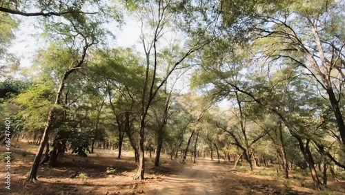 Going on a beautiful road POV in Ranthambore national park photo