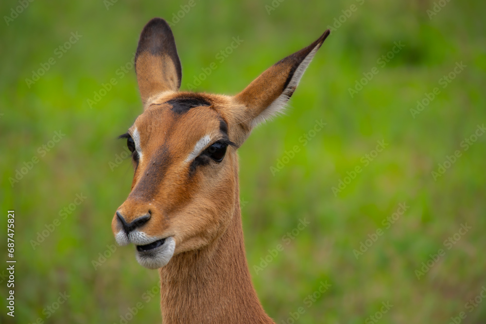Pretty specimen of wild Impala antelope in the bush of South Africa Pretty specimen of wild Impala antelope in the bush of South Africa