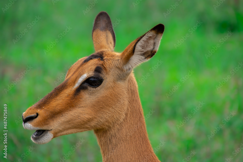 Pretty specimen of wild Impala antelope in the bush of South Africa
