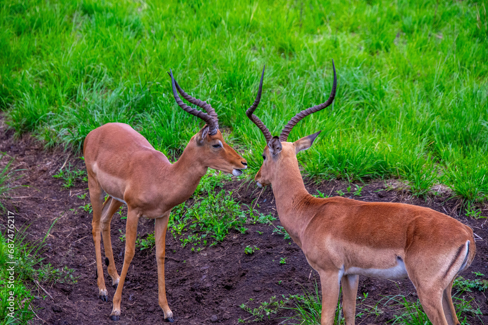 Pretty specimen of wild Impala antelope in the bush of South Africa Pretty specimen of wild Impala antelope in the bush of South Africa