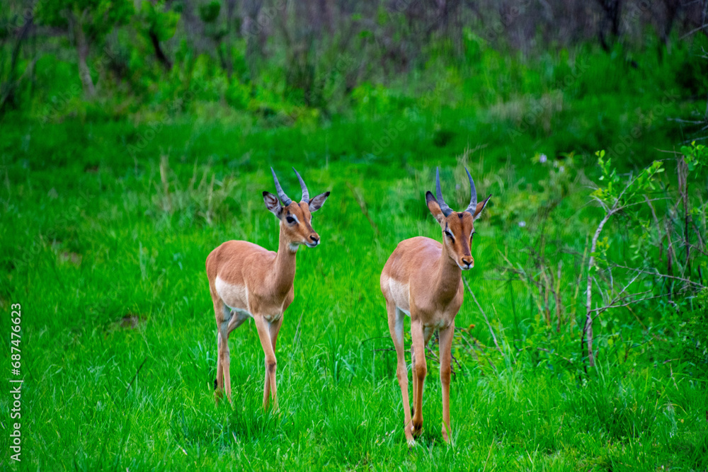 Pretty specimen of wild Impala antelope in the bush of South Africa Pretty specimen of wild Impala antelope in the bush of South Africa