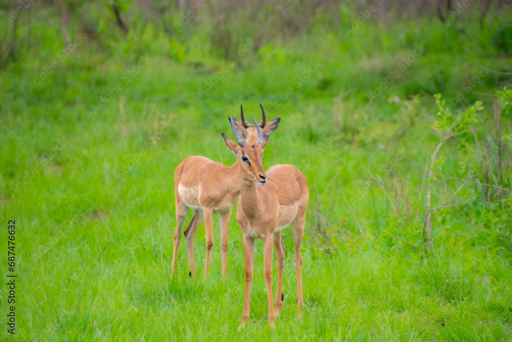 Pretty specimen of wild Impala antelope in the bush of South Africa Pretty specimen of wild Impala antelope in the bush of South Africa