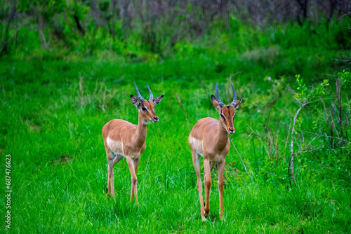 Pretty specimen of wild Impala antelope in the bush of South Africa