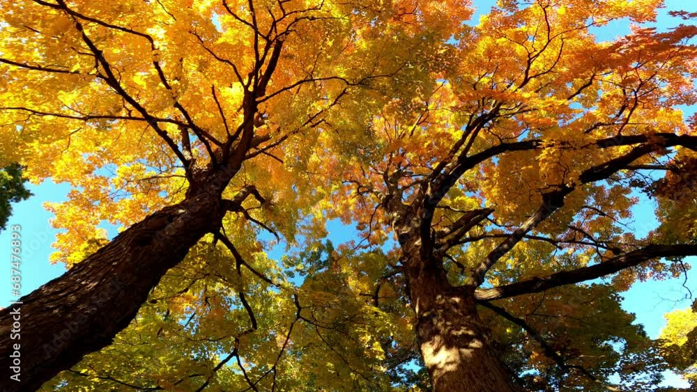 Trees 015 Autumn Fall Looking Up Albany New York Trees 015 Autumn Fall Looking Up Albany New York
