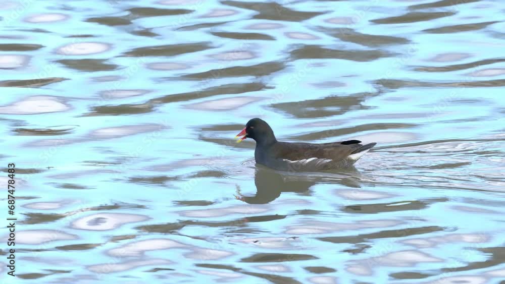 Eurasian Common Moorhen in natural ambient (Gallinula chloropus) - (4K) Eurasian Common Moorhen in natural ambient (Gallinula chloropus) - (4K)