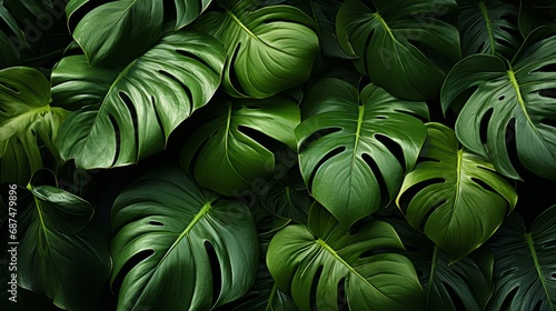 Exotic Monstera Leaf Seamless Pattern for Summer