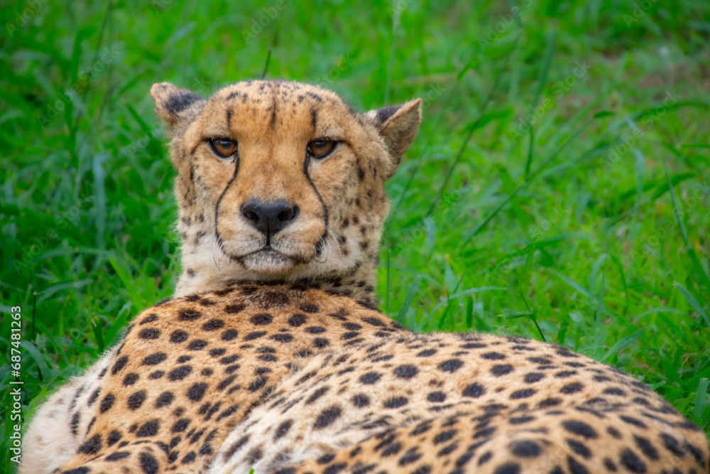 Pretty specimen of a big wild cheetah in South Africa Pretty specimen of a big wild cheetah in South Africa