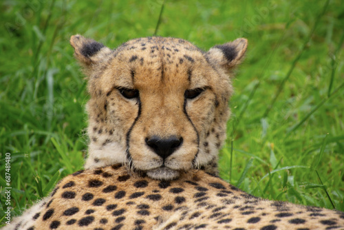 Pretty specimen of a big wild cheetah in South Africa