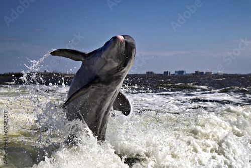 springender Delfin im golf of Mexico Florida photo