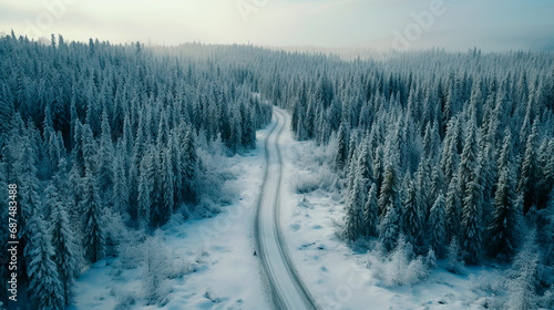 a forest of snow-covered fir trees and a road