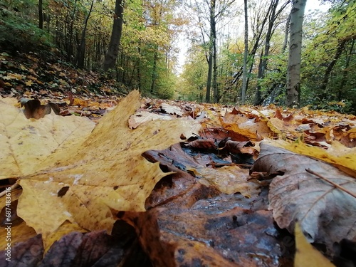 Herbstblätter auf dem Waldboden