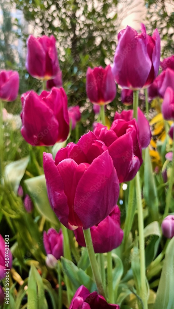 red tulips in the garden